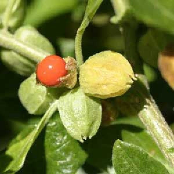 Omaxe Ashwagandha India Ginseng - Withania Somnifera - seeds (100 Seeds)